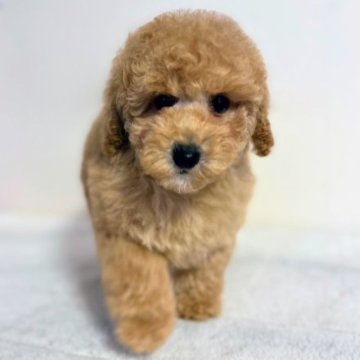 トイプードル(トイ)【千葉県・男の子・2022年11月19日・レッド】の写真「愛想が良く甘えん坊」