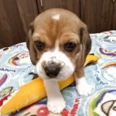 ビーグル