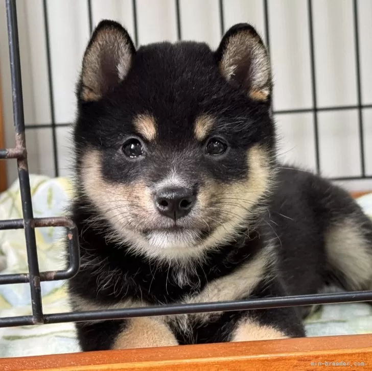 ID：2507-00407の子犬