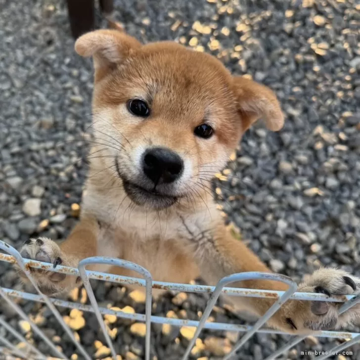 ID:2410-05397の子犬