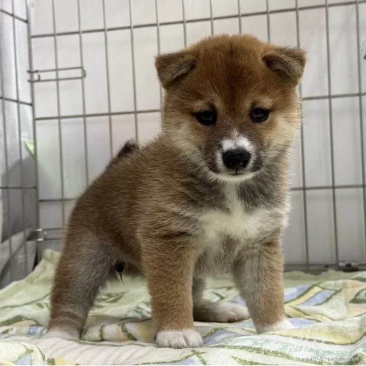 ID：2508-01988の子犬