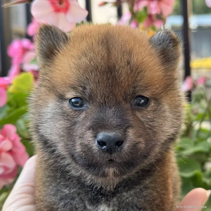 ID：2412-00115の子犬