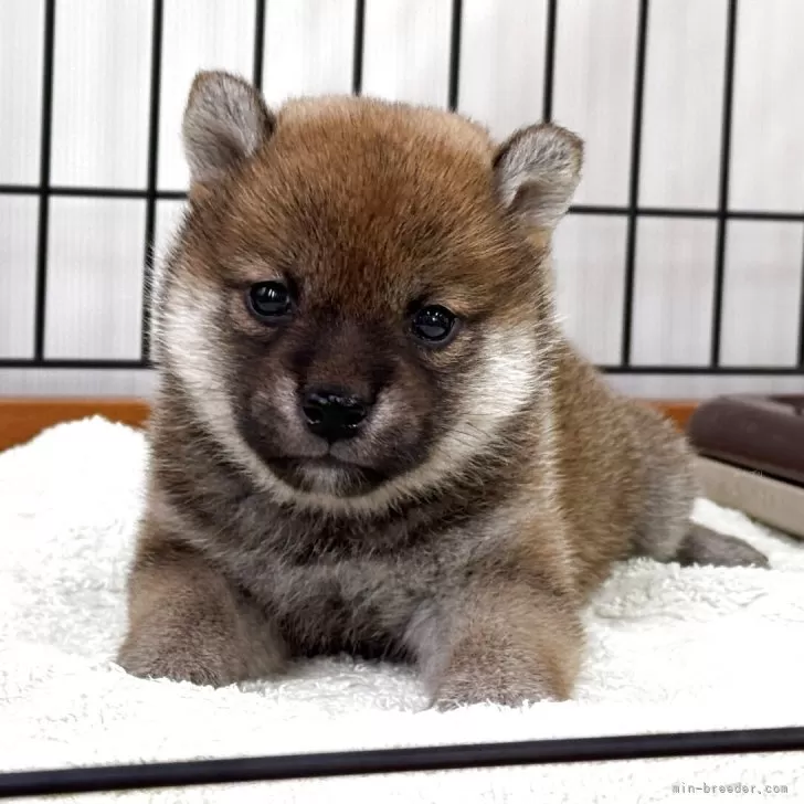 柴犬(標準サイズ)【岡山県・女の子・2025年5月4日・赤】の写真1
