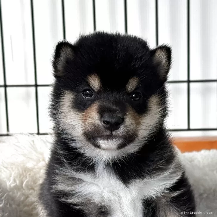 Y.K 様のお迎えした子犬