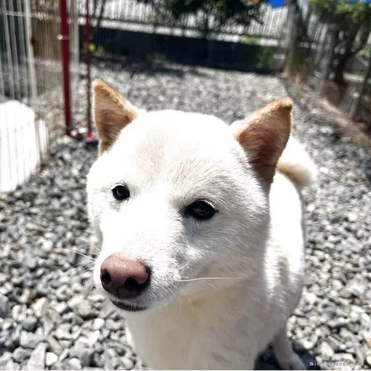 みっちぃ 様のお迎えした子犬