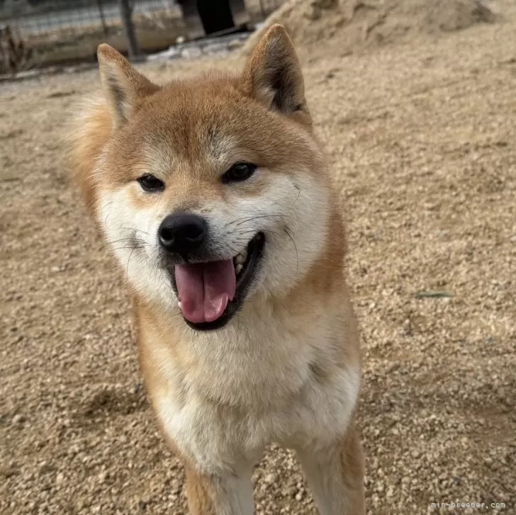 ID:2411-02809の子犬