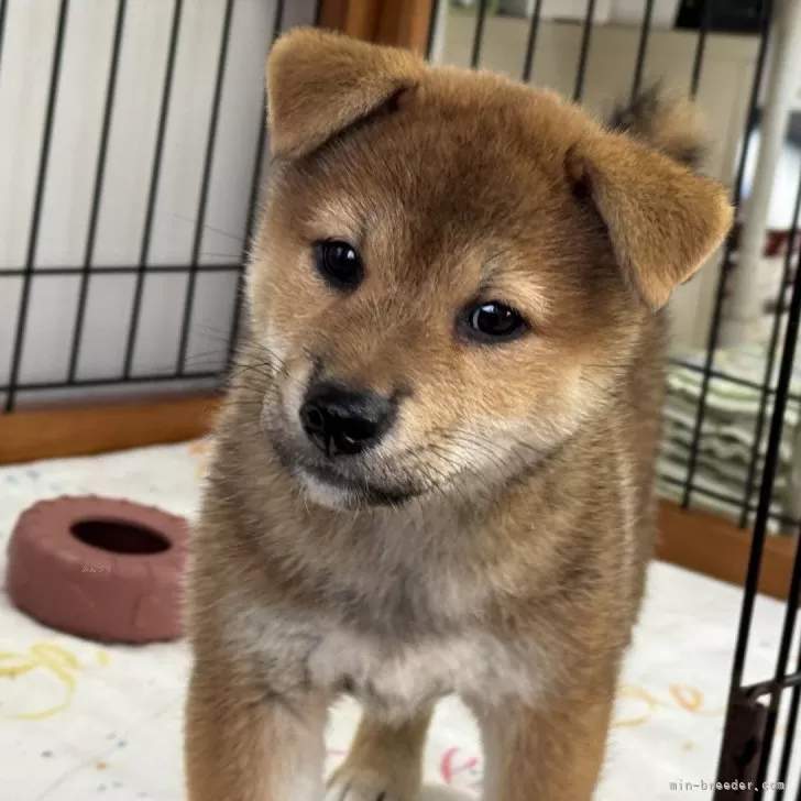 柴犬(標準サイズ)【岡山県・男の子・2025年5月25日・赤】の写真1