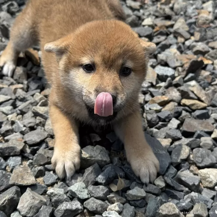 S.Y 様のお迎えした子犬