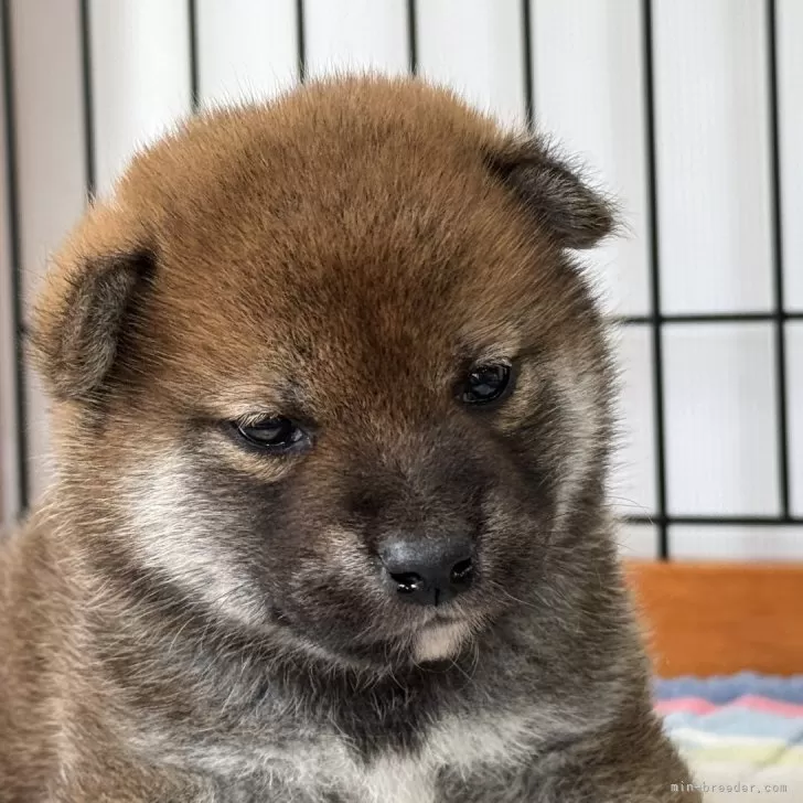 柴犬(標準サイズ)【岡山県・男の子・2025年3月31日・赤】の写真1