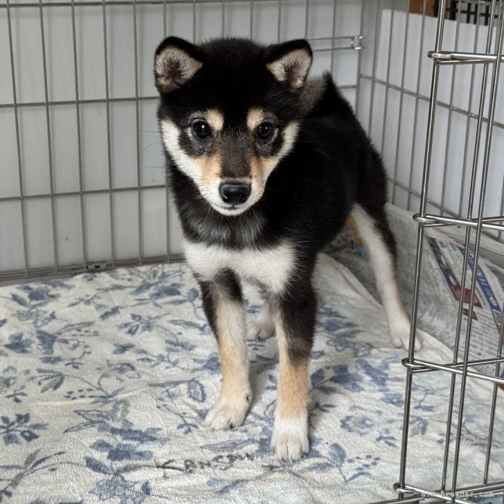 ブリーダー画像