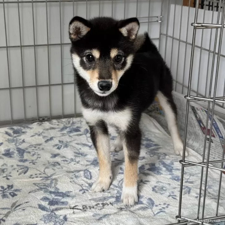 豆柴【岡山県・女の子・2025年7月11日・黒】の写真1