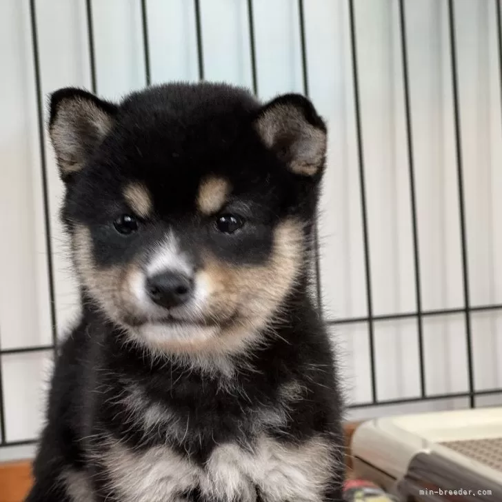 ID：2412-07365の子犬