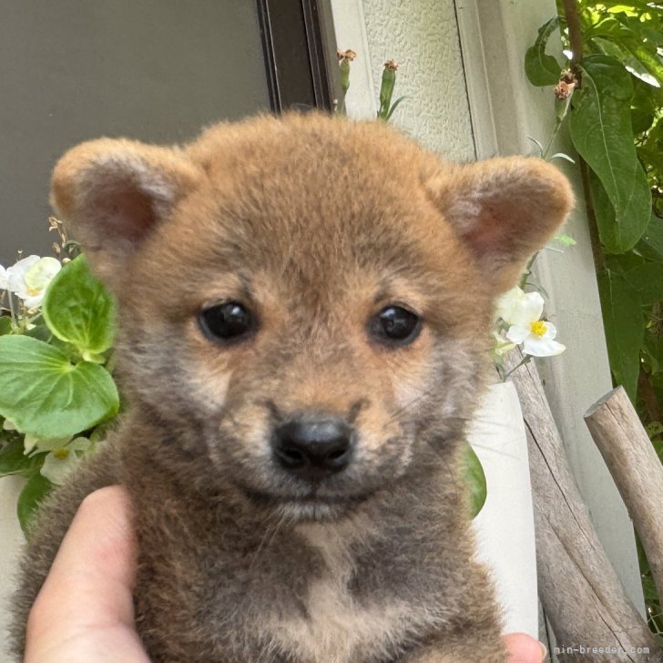 柴犬【岡山県・男の子・2025年6月29日・赤】甘えん坊の男の子