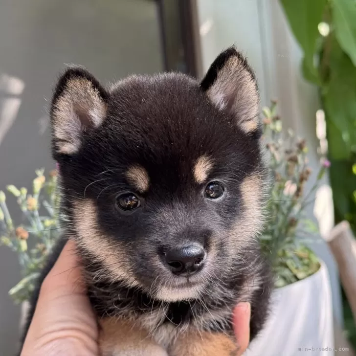 ID:2506-07941の子犬