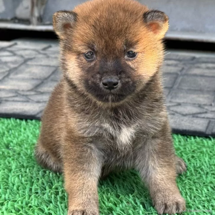 ID：2412-00103の子犬