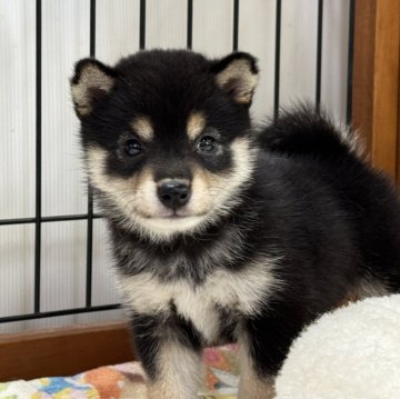 柴犬(豆柴)【岡山県・女の子・2025年7月11日・黒】の写真「もふもふで配色きれいな女の子♡」
