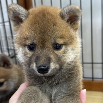 柴犬(標準サイズ)【岡山県・女の子・2025年6月7日・赤】の写真「愛嬌いっぱいの女の子！」