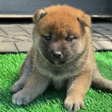 柴犬(標準サイズ)【岡山県・女の子・2025年3月31日・赤】の写真「コロコロに成長している柴犬ちゃん♡パパは完成犬！」