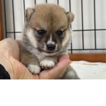 豆柴【岡山県・女の子・2025年8月16日・赤】の写真「クリクリおめめの豆柴ちゃん♡」