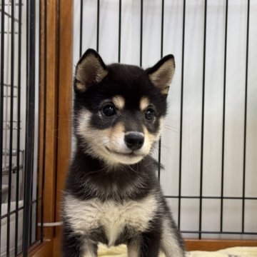 柴犬(豆柴)【岡山県・女の子・2025年7月11日・黒】の写真「もふもふで配色きれいな女の子♡」