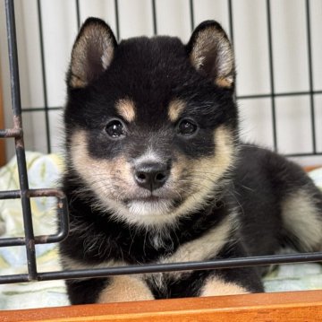 柴犬(豆柴)【岡山県・女の子・2025年6月6日・黒】の写真「配色きれいな豆柴ちゃん♡」