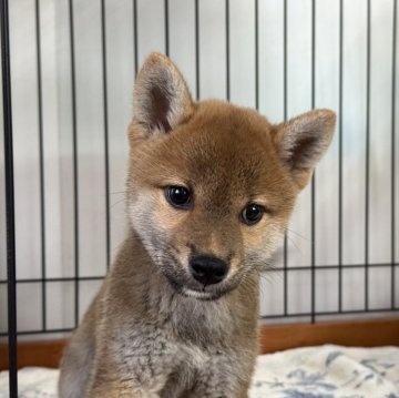 柴犬(標準サイズ)【岡山県・女の子・2025年6月8日・赤】の写真「綺麗なお顔立ちの女の子♡両親賞歴あり！」