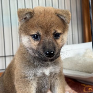 柴犬(標準サイズ)【岡山県・男の子・2025年10月13日・赤】の写真「小柄で可愛い男の子♡父犬完成犬！」