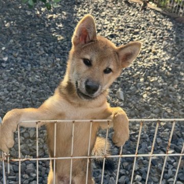 柴犬(標準サイズ)【岡山県・男の子・2025年5月25日・赤】の写真「すくすく育った男の子♡両親賞歴あり！」