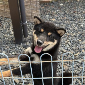 柴犬(豆柴)【岡山県・女の子・2025年4月29日・黒】の写真「フレンドリーな豆柴ちゃん♡両親体高29.0cm！」