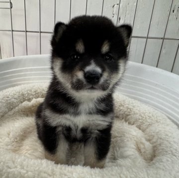 柴犬(豆柴)【岡山県・男の子・2025年7月11日・黒】の写真「大人しい男の子です。」