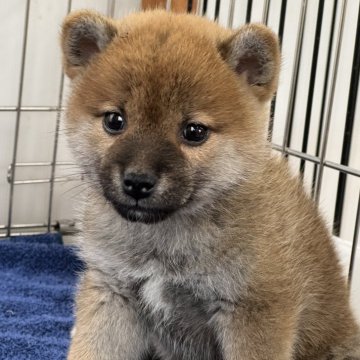 柴犬(標準サイズ)【岡山県・女の子・2024年12月29日・赤】の写真「パッチリお目々で可愛い女の子です。」