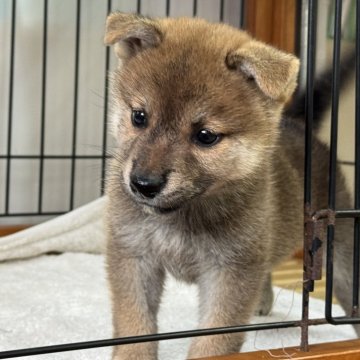 柴犬(標準サイズ)【岡山県・女の子・2025年6月27日・赤】の写真「元気いっぱいの女の子♡パパは完成犬！」