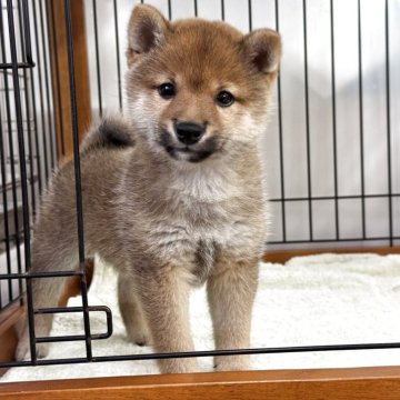 豆柴【岡山県・男の子・2025年3月16日・赤】の写真「丸顔で可愛い豆柴くん♡人懐っこい性格ですよ！」