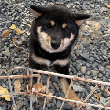 柴犬(豆柴)【岡山県・女の子・2025年4月29日・黒】の写真「フレンドリーな豆柴ちゃん♡両親体高29.0cm！」