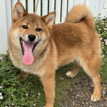 柴犬(標準サイズ)【岡山県・男の子・2024年11月26日・赤】の写真「小柄で優しい性格の男の子♡パパは完成犬！」