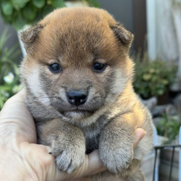 柴犬(標準サイズ)【岡山県・女の子・2025年10月17日・赤】の写真「ムチムチして可愛い女の子♡父犬完成犬！」