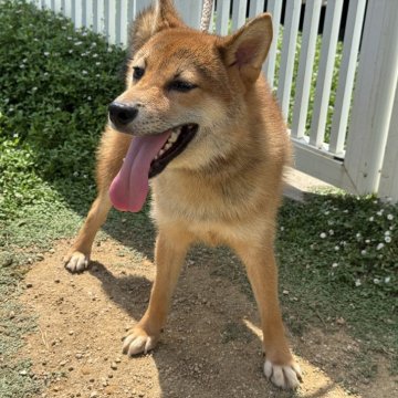 柴犬(標準サイズ)【岡山県・男の子・2024年11月26日・赤】の写真「明るい性格でフレンドリー♡パパは完成犬！」