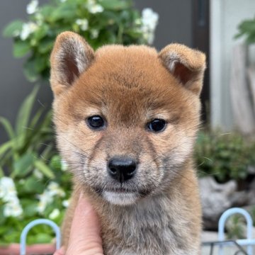 柴犬(標準サイズ)【岡山県・女の子・2025年9月21日・赤】の写真「すくすく育った女の子♡両親賞歴あり！」