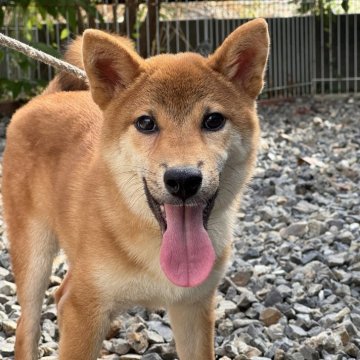 柴犬(標準サイズ)【岡山県・男の子・2025年3月28日・赤】の写真「綺麗な赤毛の柴犬くん♡小柄です」