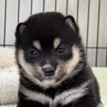 豆柴　1223 中国の豆柴の子犬を探す｜ブリーダー直販の子犬販売【みんなの