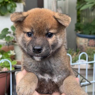 柴犬(標準サイズ)【岡山県・男の子・2025年9月21日・赤】の写真「キリッとしたお顔立ち♡両親賞歴あり！」
