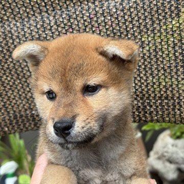 柴犬(標準サイズ)【岡山県・男の子・2025年4月12日・赤】の写真「丸顔で可愛い柴犬ちゃん♡パパ賞歴あり！」