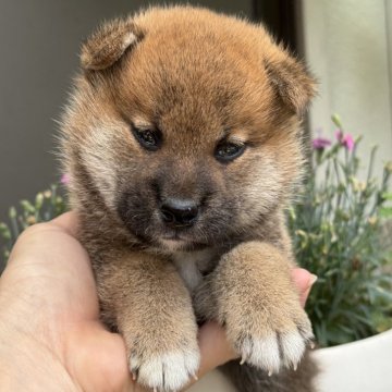 柴犬(標準サイズ)【岡山県・男の子・2025年5月22日・赤】の写真「丸顔の男の子！パパは完成犬♡」