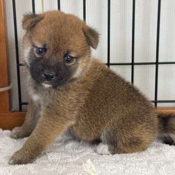 柴犬(標準サイズ)【岡山県・女の子・2025年9月21日・赤】の写真「真っ黒なお口がチャームポイント♡両親賞歴あり！」