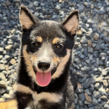 柴犬(豆柴)【岡山県・女の子・2025年4月29日・黒】の写真「愛嬌いっぱいの可愛い女の子♡両親体高29.0cm！」