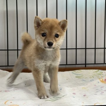 豆柴【岡山県・女の子・2025年6月20日・赤】の写真「明るい毛色の豆柴ちゃん♡」