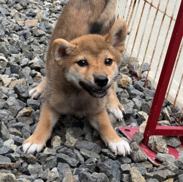 柴犬(標準サイズ)【岡山県・男の子・2025年6月20日・赤】の写真「愛嬌いっぱいの男の子♡父犬は完成犬！」