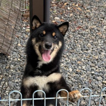 柴犬(豆柴)【岡山県・男の子・2024年12月15日・黒】の写真「甘えん坊で可愛い豆柴くん♡」
