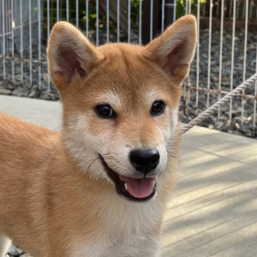 柴犬(標準サイズ)【岡山県・男の子・2025年5月25日・赤】の写真「明るい毛色の男の子♡両親賞歴あり！」