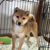 柴犬(豆柴)